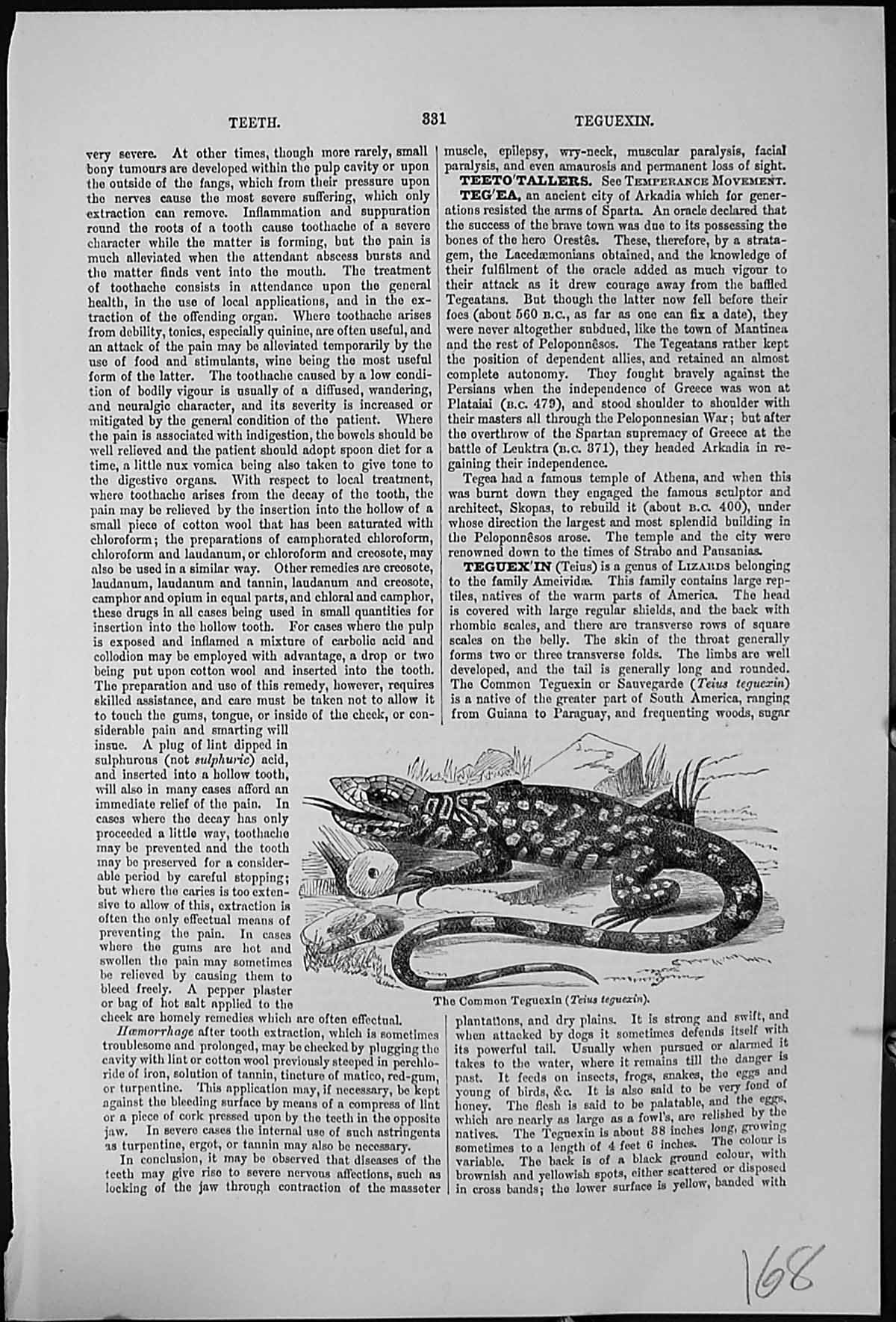 Old Common Teguexin Teius Teguexin Lizard Family Ameividae S America