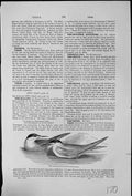 Old Common Tern Sterna Fluviatilis Subfamily Gulls Laridae Long Beak
