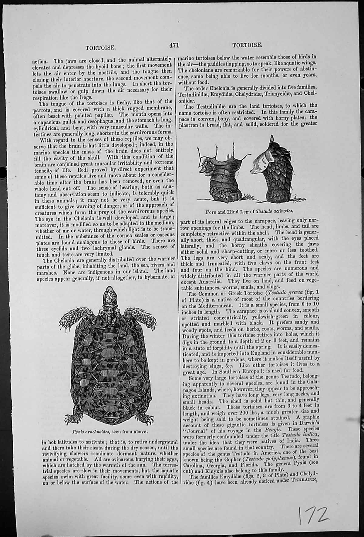 Antique Old Print Pyxis Arachnoides Seen From Above Tortoise Fore Hind Legs