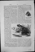 Antique Print Bull-Frog Rana Mugiens Habitat Mouth Polypedates Schlegellii