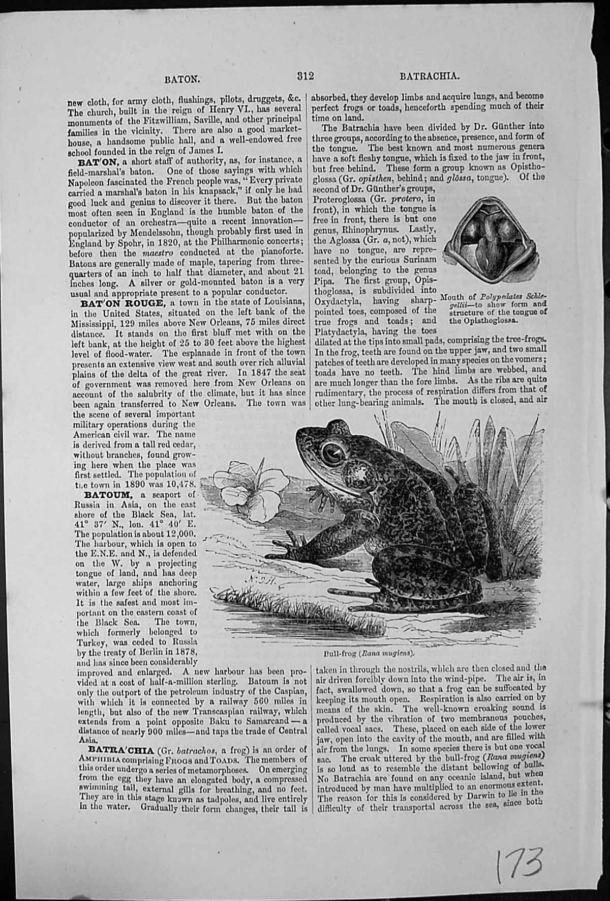 Antique Print Bull-Frog Rana Mugiens Habitat Mouth Polypedates Schlegellii