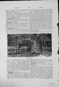 Old Banyan Tree Native India Mainland Islands Roots Dropped Branches