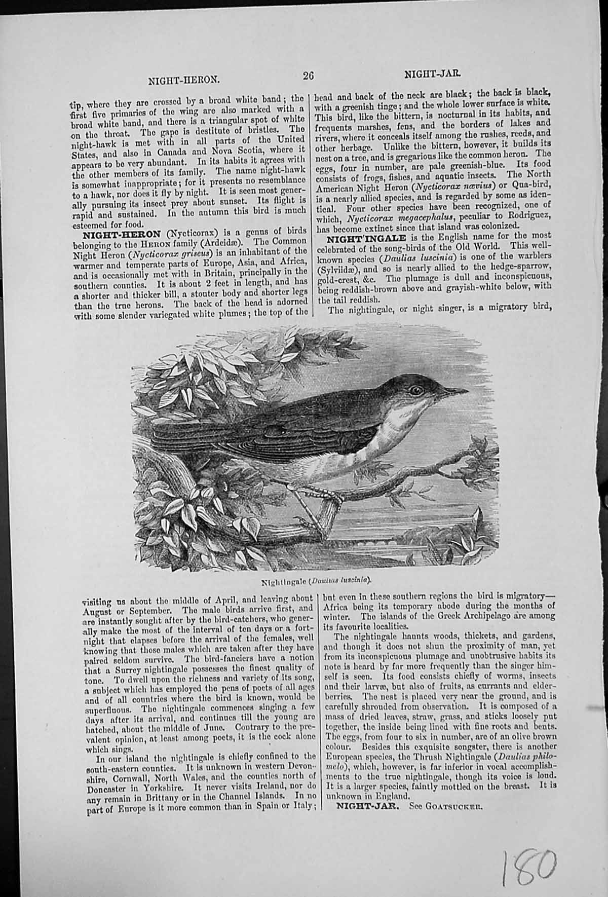 Antique Print Nightingale Daulias Luscinia Warbler Family Migratory Visitor