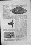 Original Old Antique Print Fossil Fishes Red Sandstone Holoptychius Pterichthys