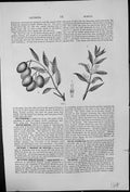 Antique Old Print Olive Branch Blossom Fruit Two Celled Ovary Fleshy Drupe 19th