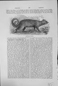 Original Old Antique Print Paradoxurus Musang Carnatic Malabar Coast Toddy Cat