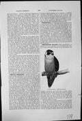 Original Old Antique Print Peregrine Falcon Falco Peregrinus On Branch 19th