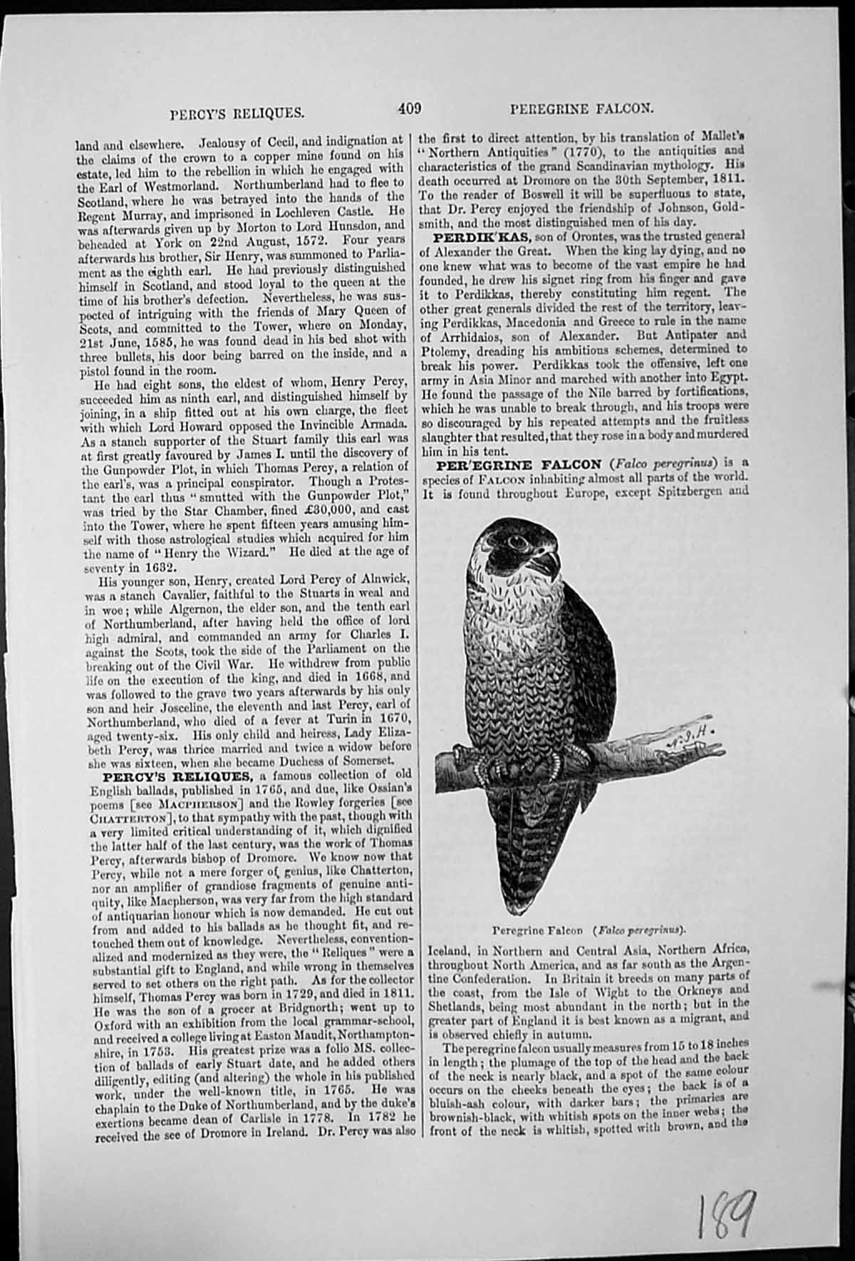 Original Old Antique Print Peregrine Falcon Falco Peregrinus On Branch 19th