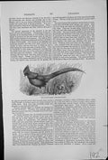 Original Old Antique Print The GPheasant Phasianus Pictus Crest Ruff Long Tail
