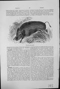 Old Antique Print Wild Boar Sus Scrofa Tusks Running Through Vegetation 20th