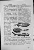 Antique Print Red Sandstone Fossil Fish Coccosteus Pterichthys Cephalaspis 20th