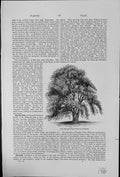 Old Antique Print Oriental Plane Tree Platanus Orientalis Dense Foliage 20th