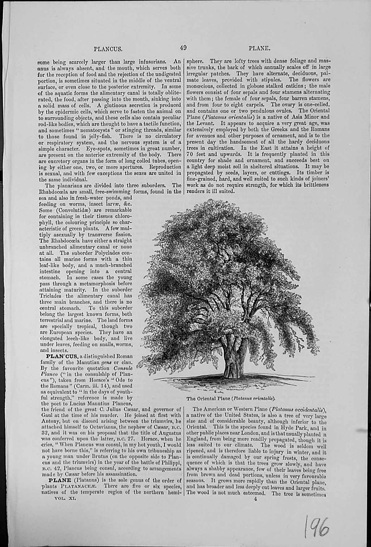 Old Antique Print Oriental Plane Tree Platanus Orientalis Dense Foliage 20th