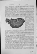 Old Antique Print Globe-Fish Tetrodon Meleagris Spotted Skin Small Fins 20th