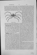 Antique Old Print Nymphon Gracilis Common On British Coasts AboutInch Wide