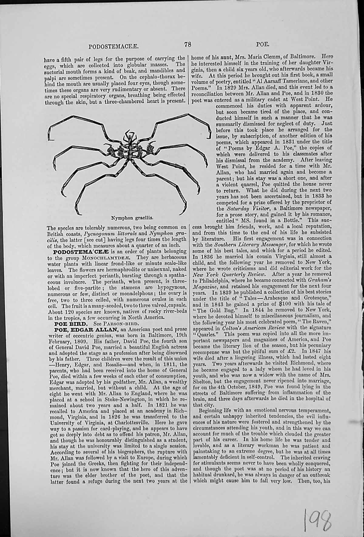 Antique Old Print Nymphon Gracilis Common On British Coasts AboutInch Wide