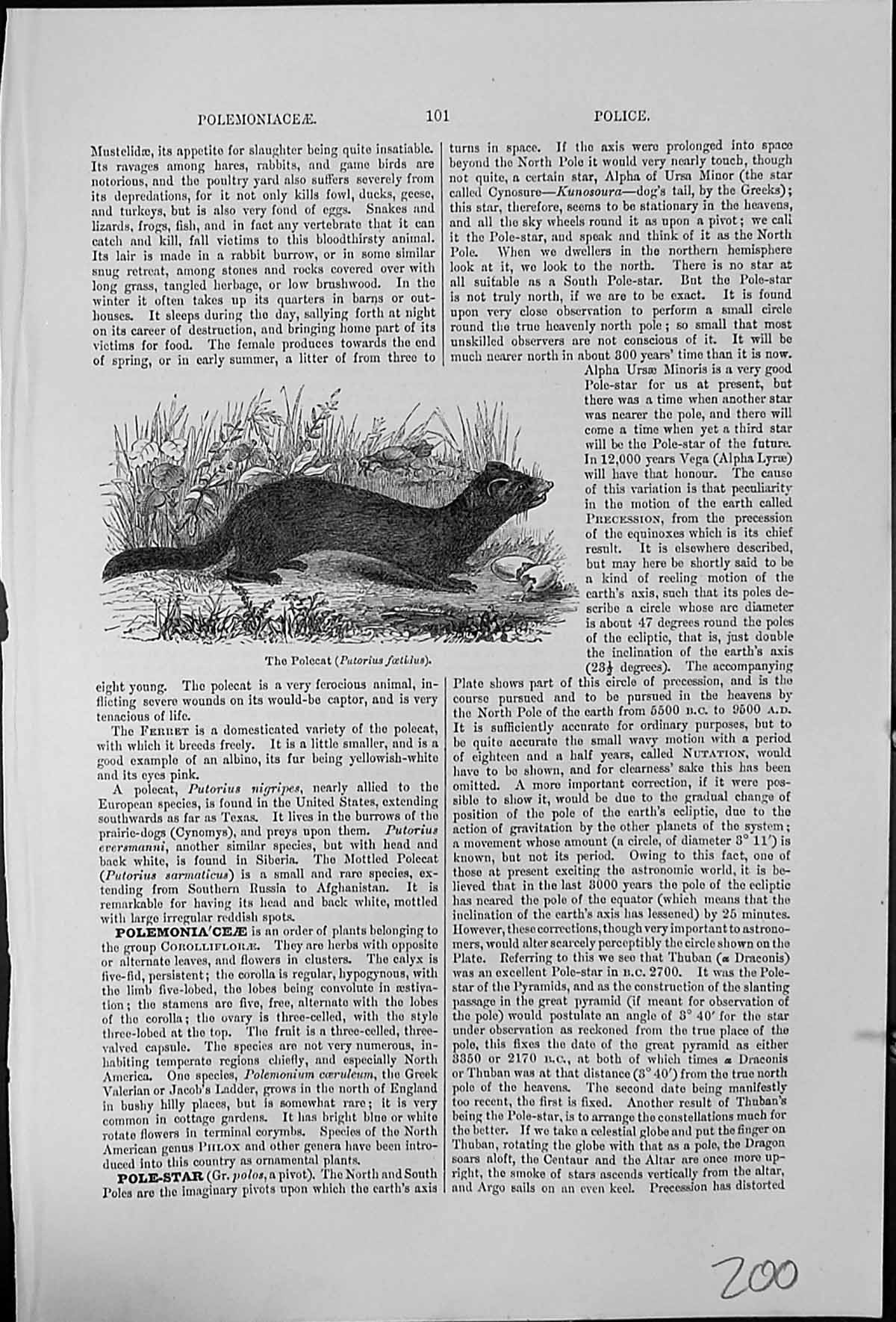 Antique Old Print The Polecat Putorius Foetidus Tenacious Killer Animals Fowl