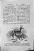 Old Antique Print Pronghorn Antilocapra Americana Western North America