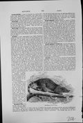 Old Print The Rasse Viverra Rasse Species Civet India Java Islands Nearby