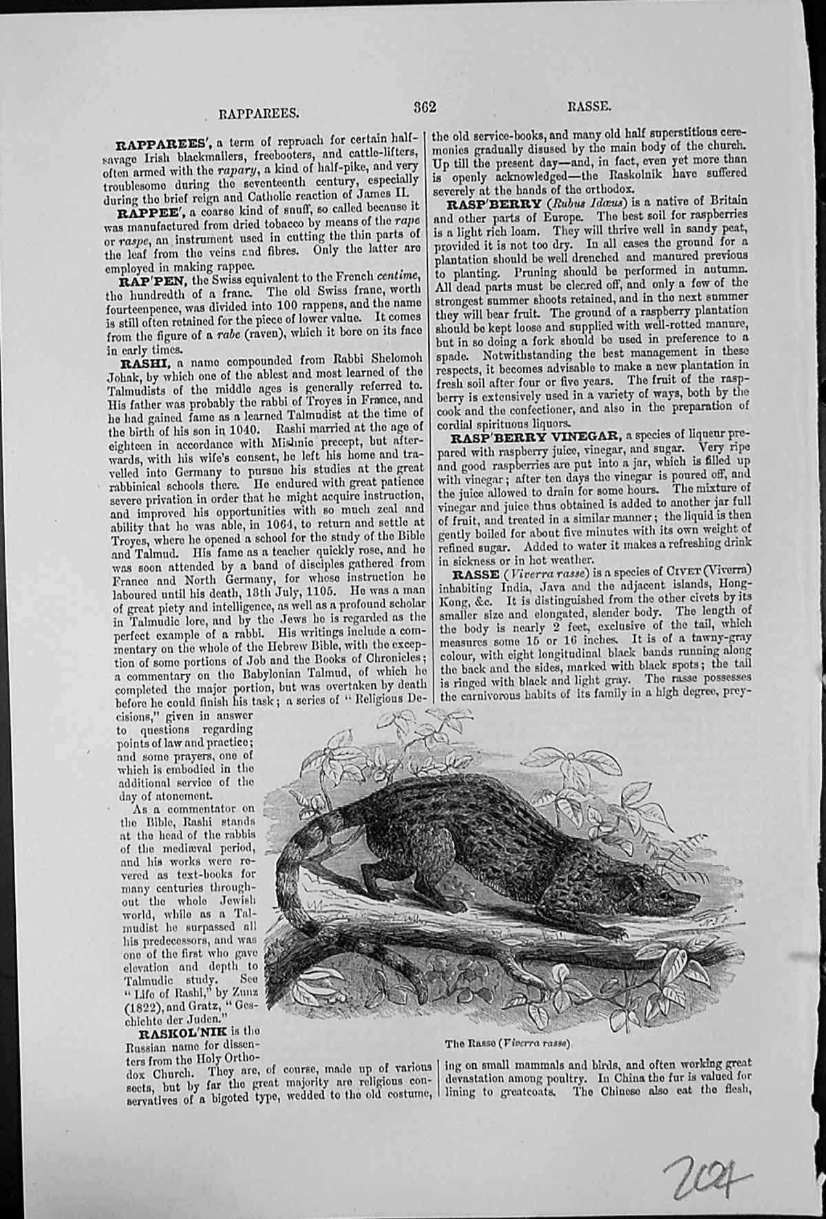 Old Print The Rasse Viverra Rasse Species Civet India Java Islands Nearby