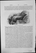 Old Antique Print African Ratel Mellivora Capensis Vegetation Honey Eater