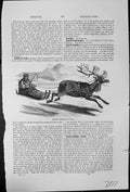 Antique Print Reindeer Sledge Travelling Harness Sledge Man Furs Mountains