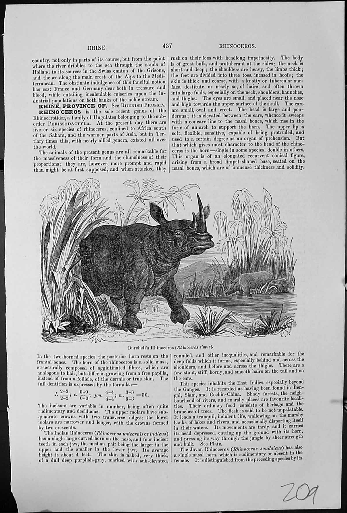 Antique Old Print Burchell'S Rhinoceros Simus Waterside Habitat Hippoptamus