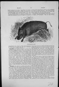 Antique Old Print Wild Boar Sus Scrofa Tusks Running Fast Through Vegetation