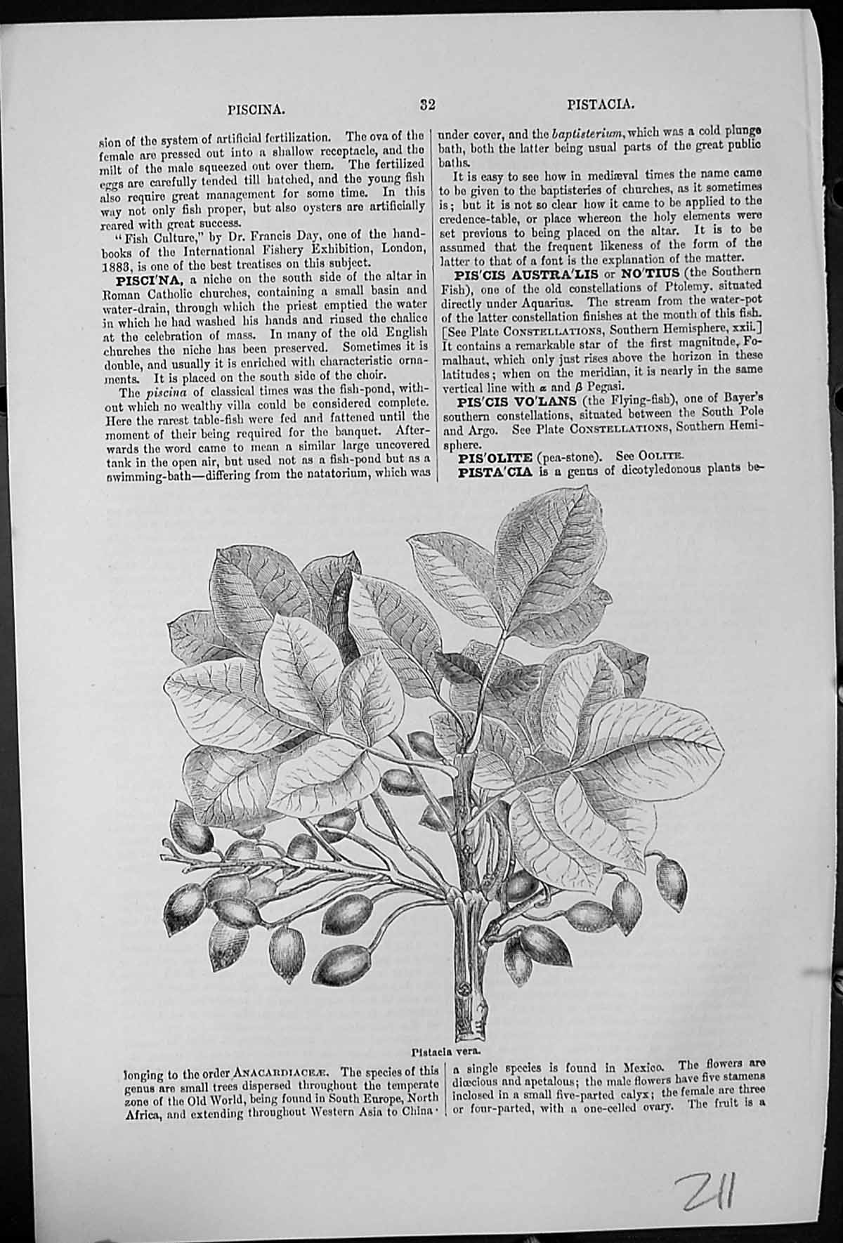 Original Old Antique Print Pistacia Vera Dicotyledonus Plant Small Tree Berries