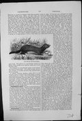 Old Antique Print Polecat Putorius Foetidus Tenacious Killer Animals Fowl