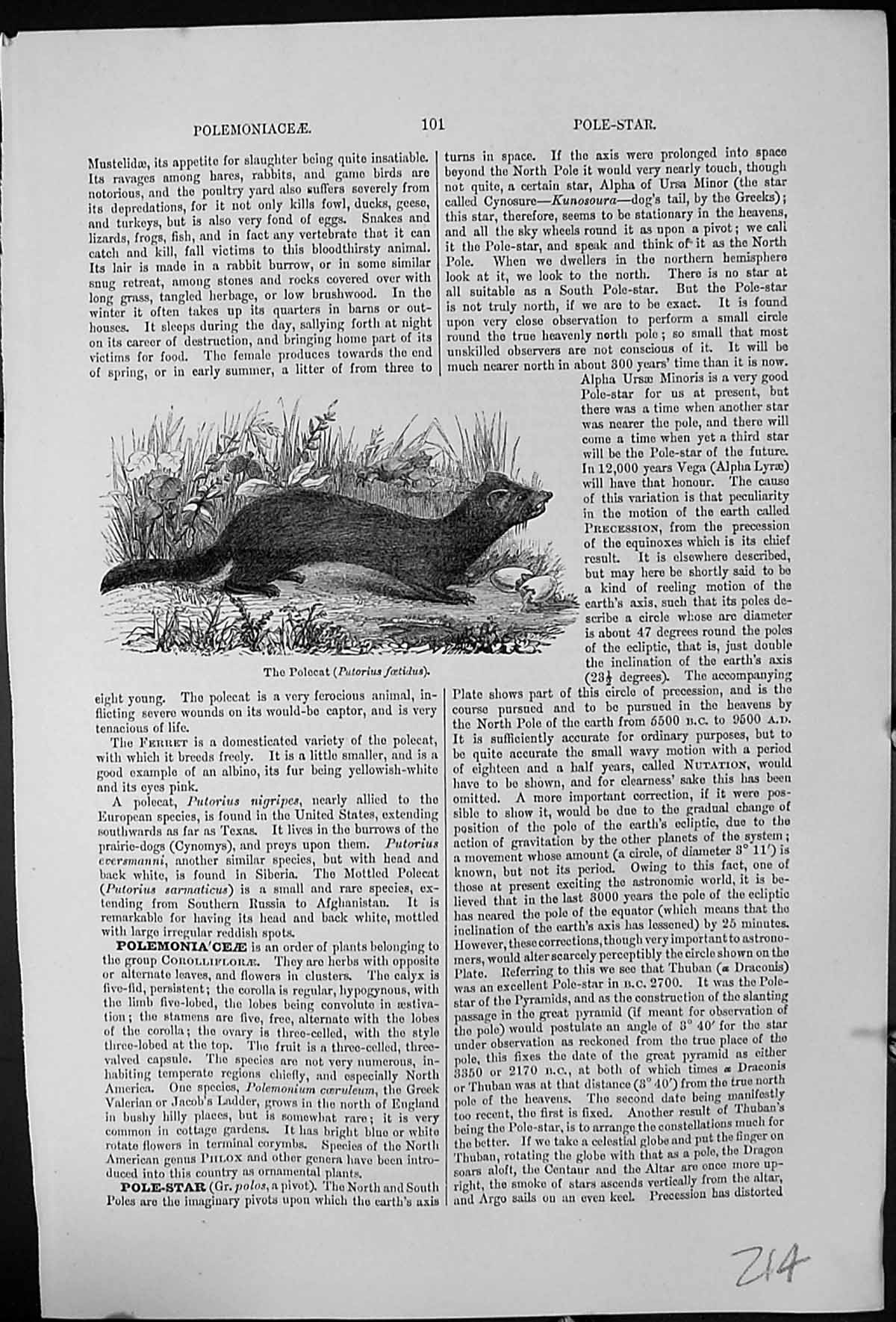 Old Antique Print Polecat Putorius Foetidus Tenacious Killer Animals Fowl