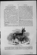 Antique Old Print The Pronghorn Antilocapra Americana Western North America