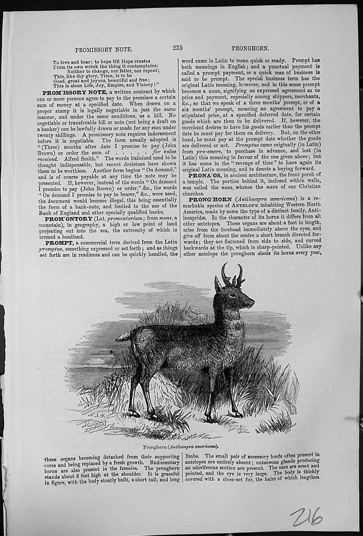 Antique Old Print The Pronghorn Antilocapra Americana Western North America