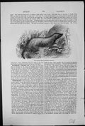 Antique Old Print The African Ratel Mellivora Capensis Vegetation Honey Eater