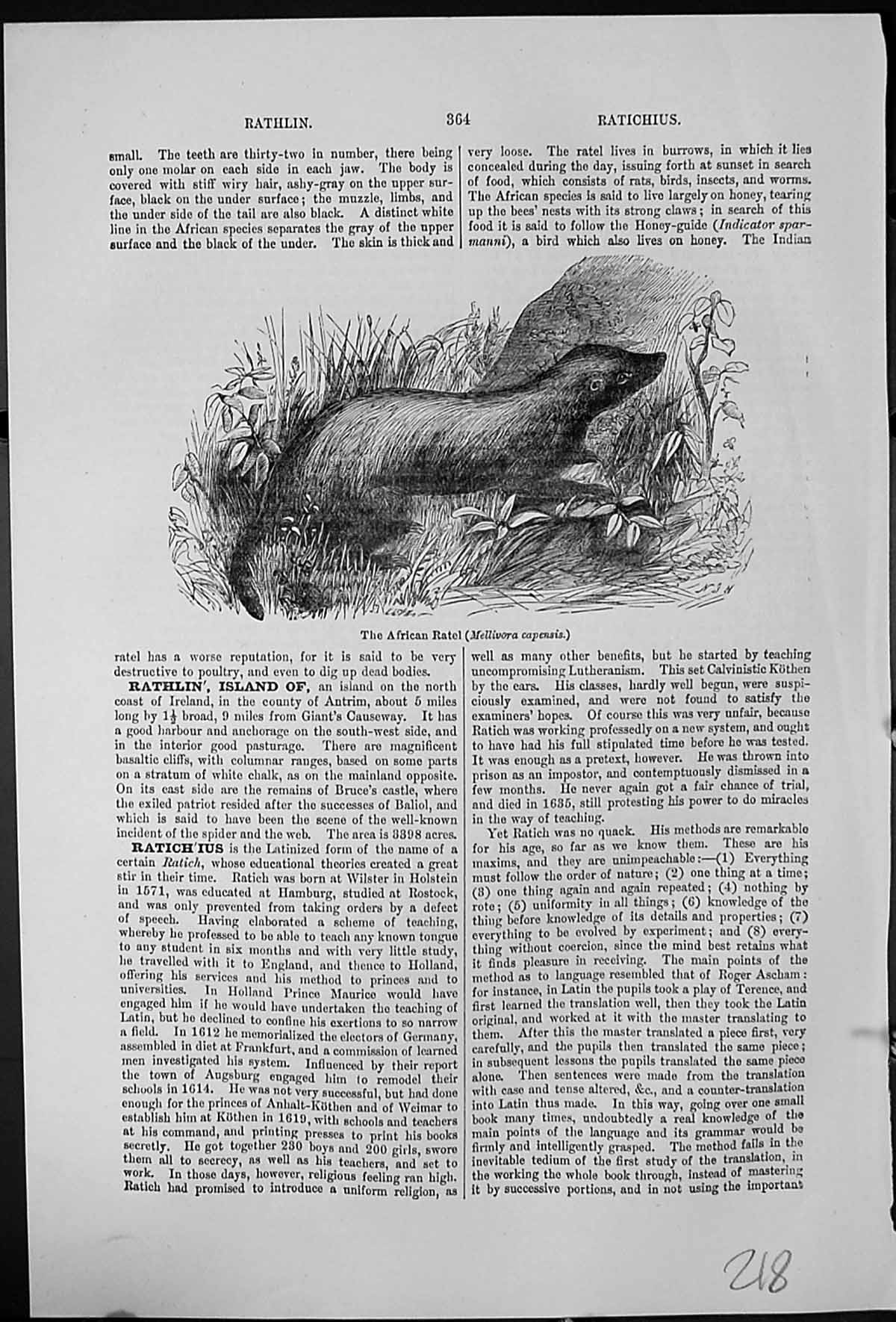 Antique Old Print The African Ratel Mellivora Capensis Vegetation Honey Eater