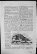 Antique Old Print The Rasse Viverra Species Civet India Java Islands Nearby