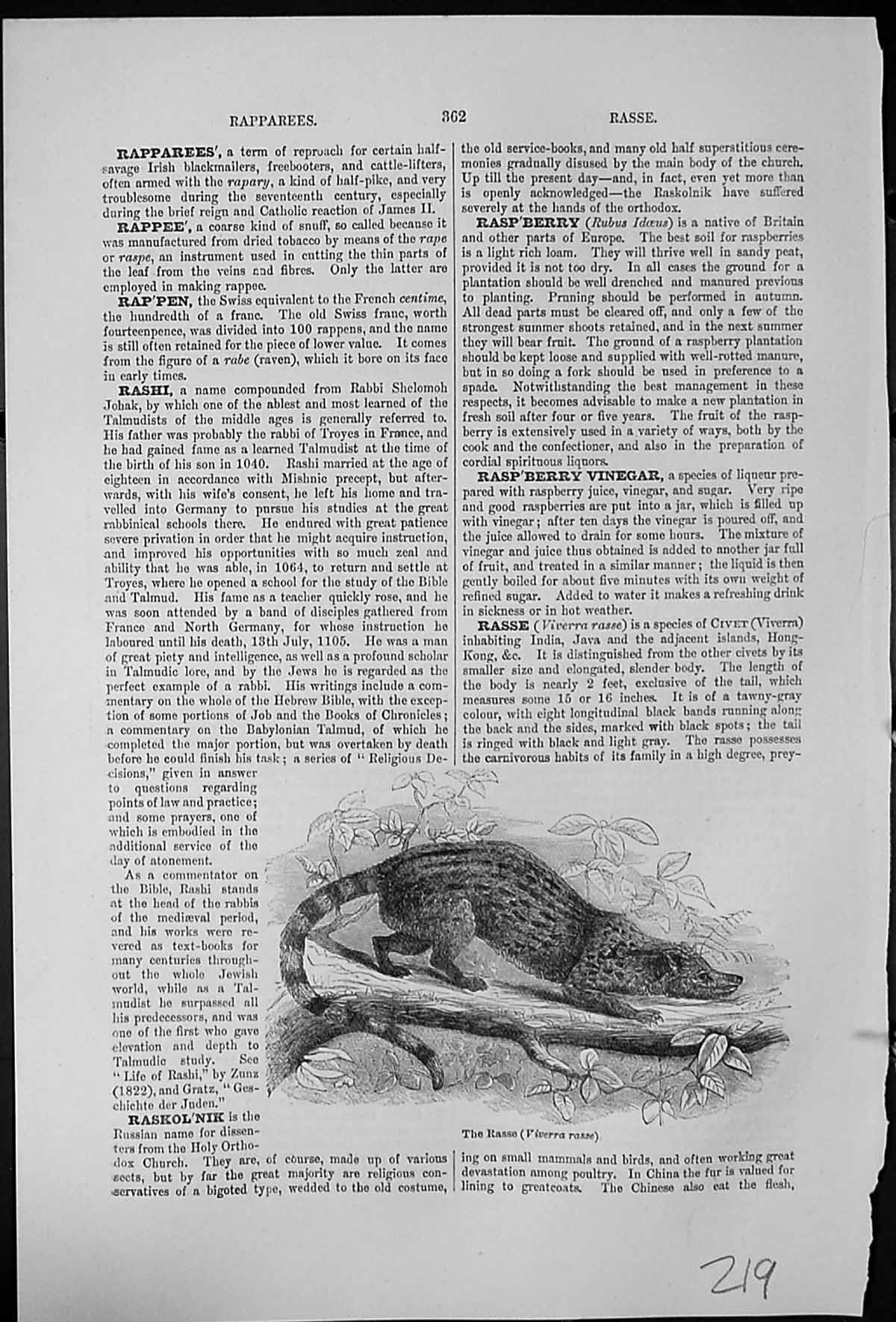 Antique Old Print The Rasse Viverra Species Civet India Java Islands Nearby