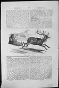 Old Antique Print Reindeer Sledge Travelling Harness Sledge Man Furs Snow