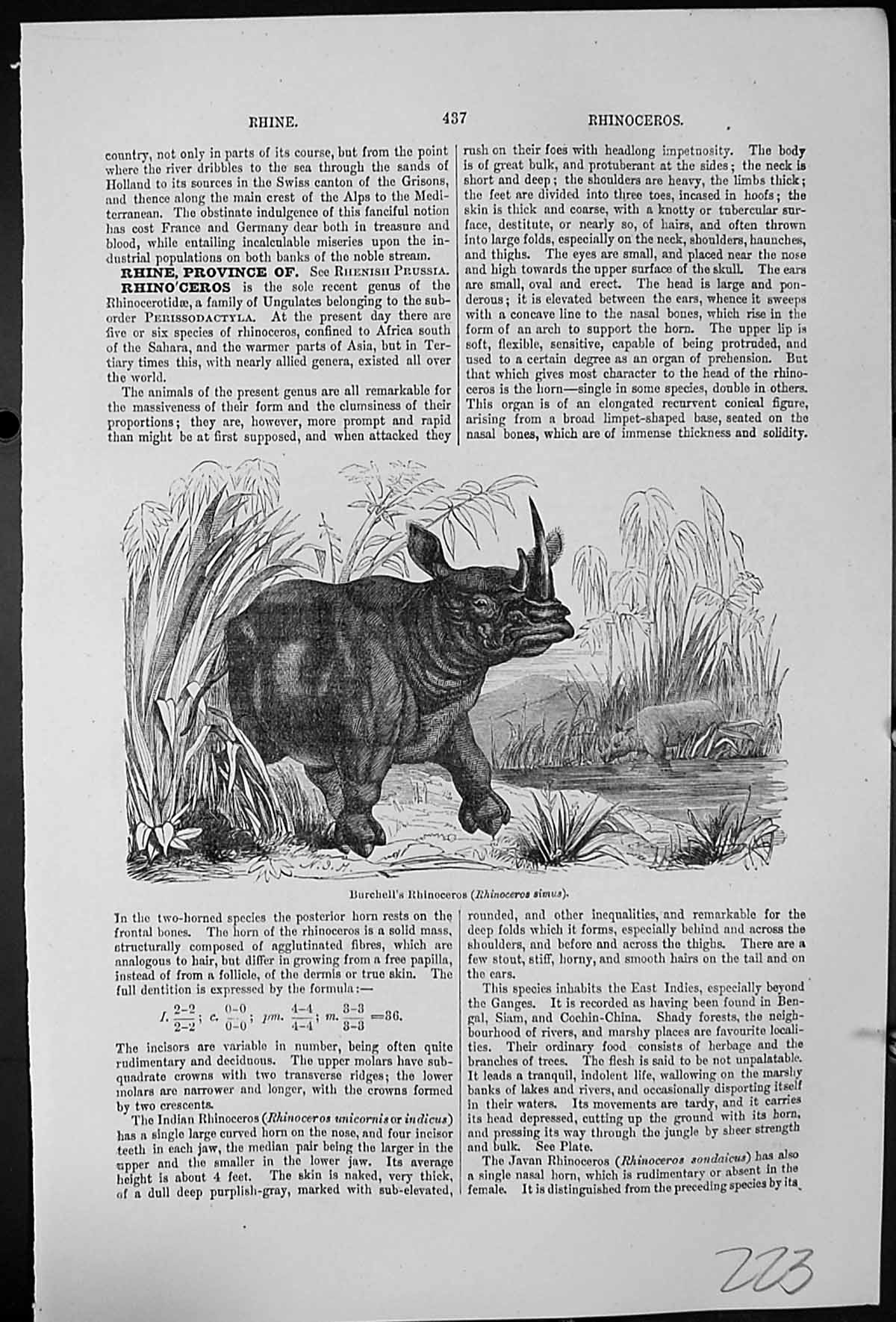 Antique Print Burchell'S Rhinoceros Simus Waterside Vegetation Hippoptamus