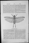 Antique Print Locust Pachytylus Migratorius Lodes Veins Ores Rocks Faults
