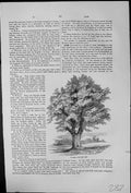 Antique Old Print Common British Oak Quercus Pedunculata Sessiflora Vallonea