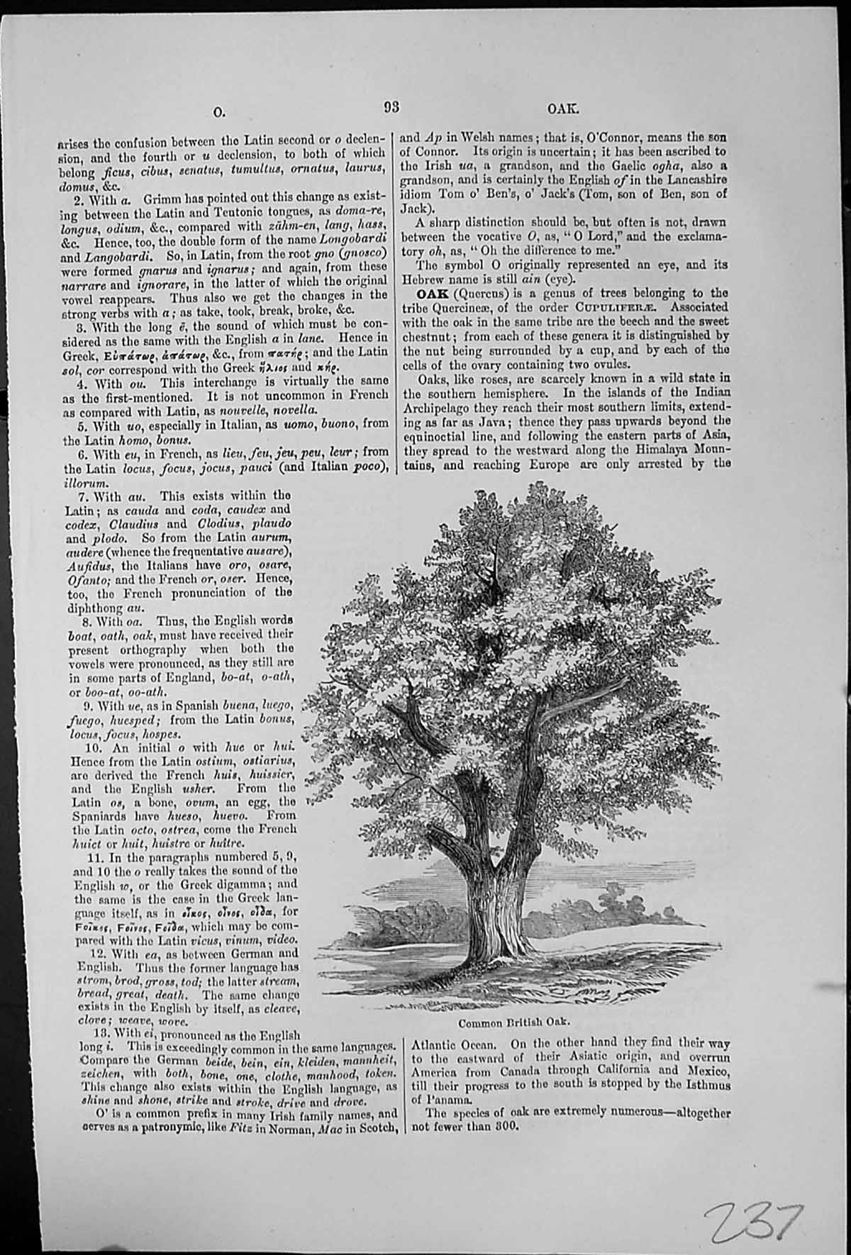 Antique Old Print Common British Oak Quercus Pedunculata Sessiflora Vallonea