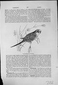 Original Old Antique Print Warbling Grass Parrakeet Foot Common Parrot Text