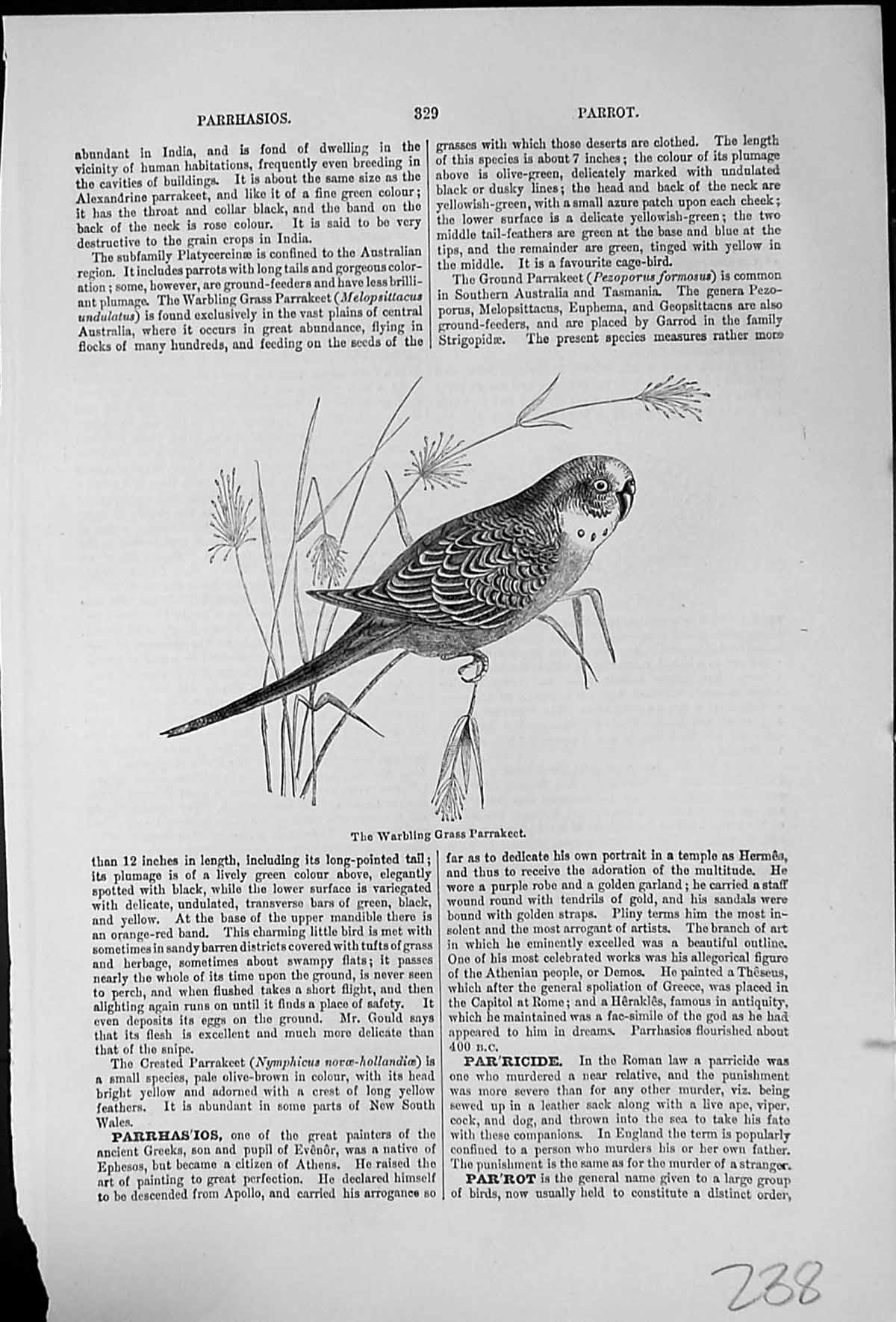 Original Old Antique Print Warbling Grass Parrakeet Foot Common Parrot Text