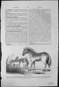 Antique Old Print Quagga Equus Common Quail Coturnix Communis Small Group