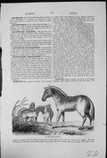 Antique Old Print Quagga Equus Quagga Common Quail Coturnix Communis Group