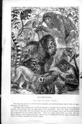 Antique Print Quadrumana The Monkey Tribe Range Apes Baboons Monkeys C1890 19th