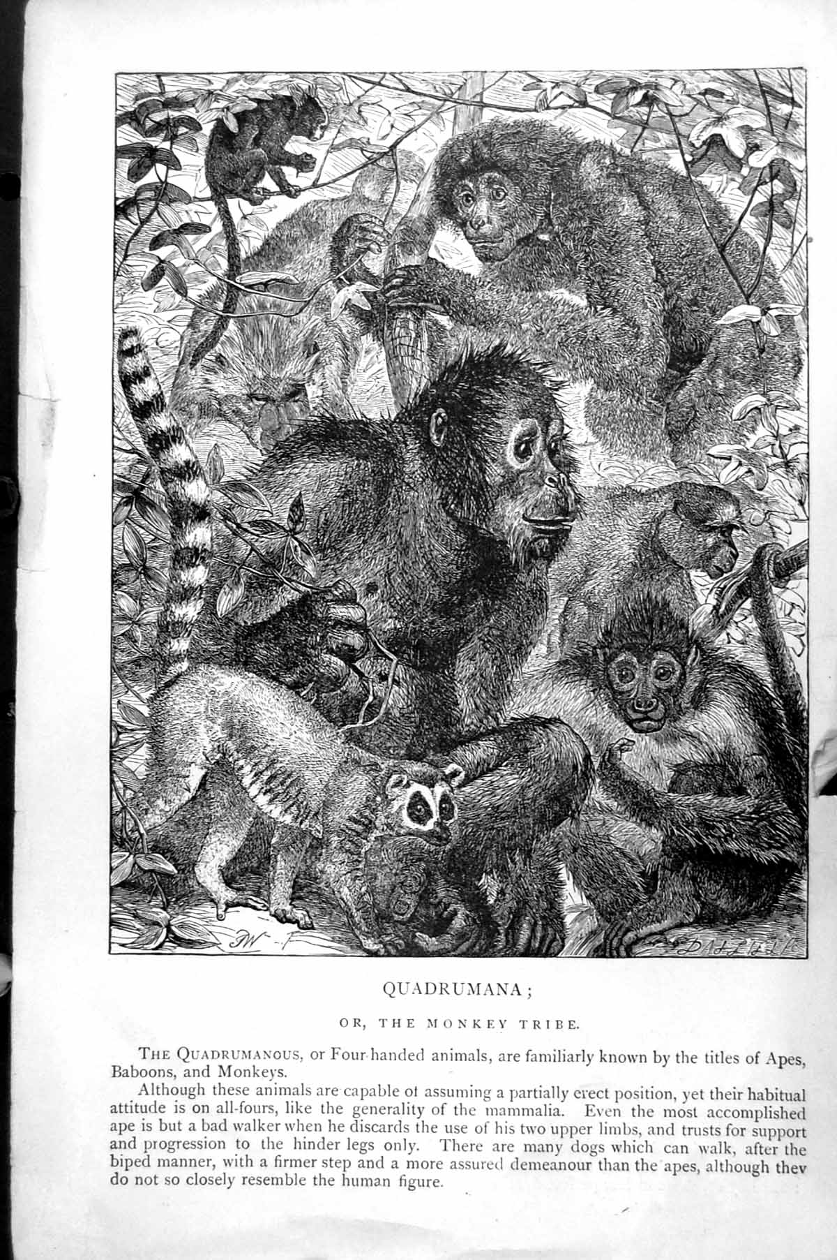Antique Print Quadrumana The Monkey Tribe Range Apes Baboons Monkeys C1890 19th