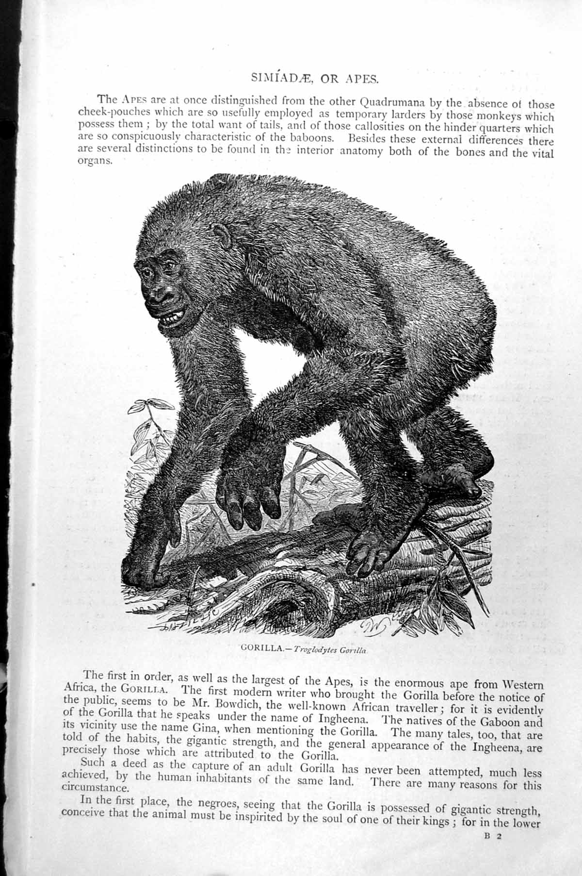 Original Old Antique Print Gorilla Troglodytes Gorilla Simidae Or Apes C1890