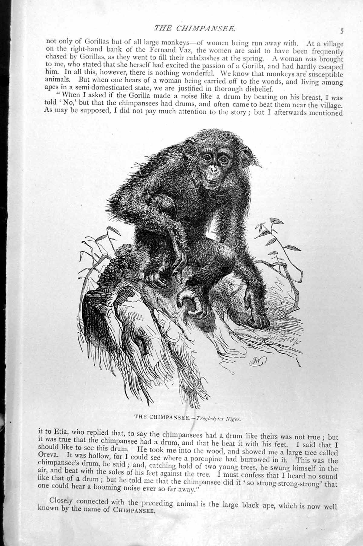 Original Old Antique Print The Chimpansee Chimpanzee Troglodytes Niger C1890